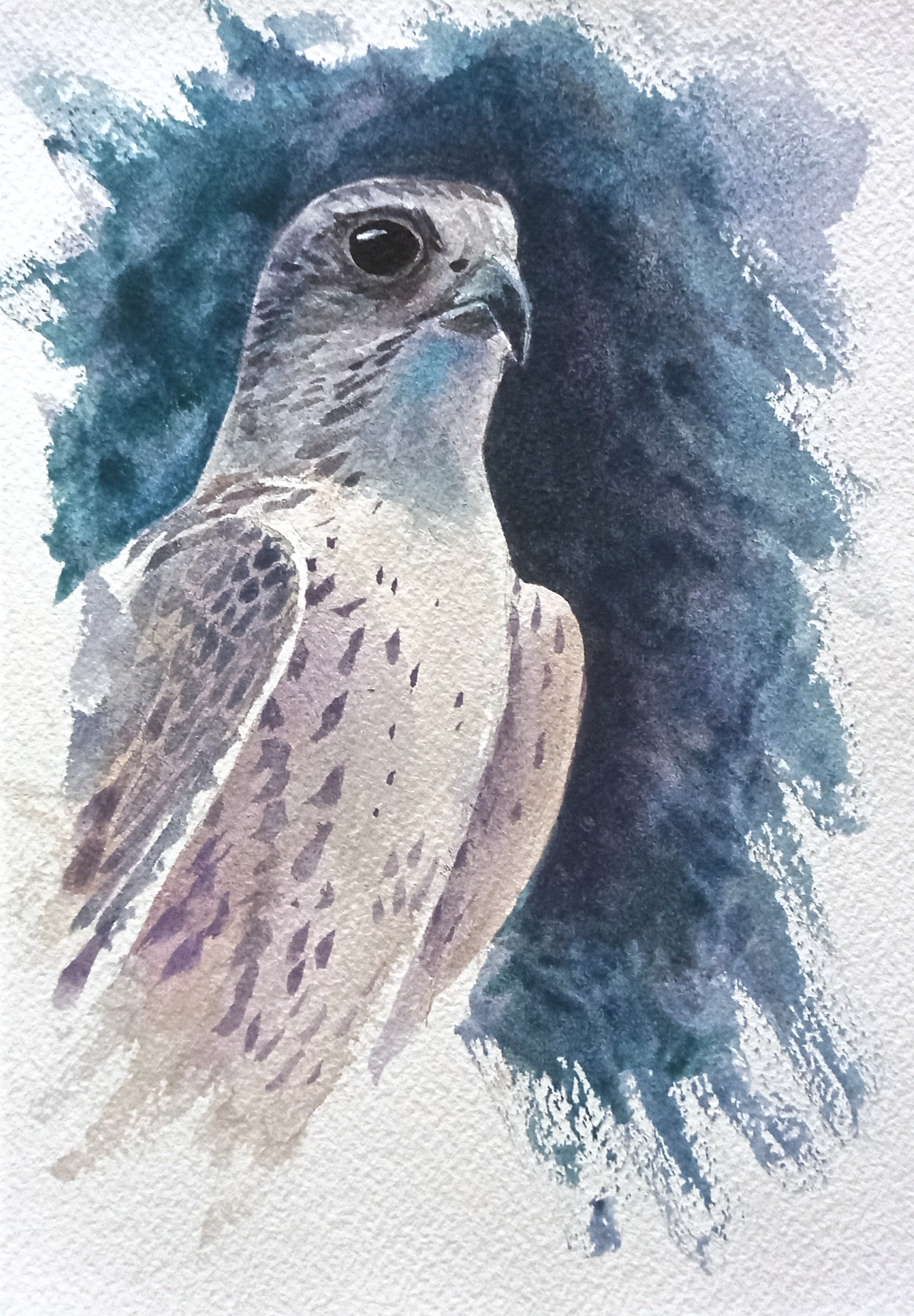 Falco pellegrino